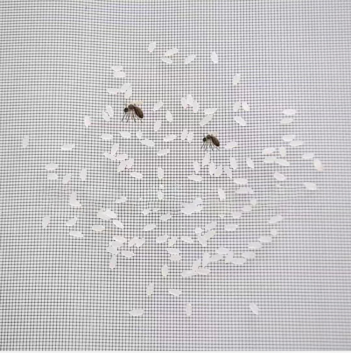 Self-Adhesive Zippered Mosquito Net Window Screen