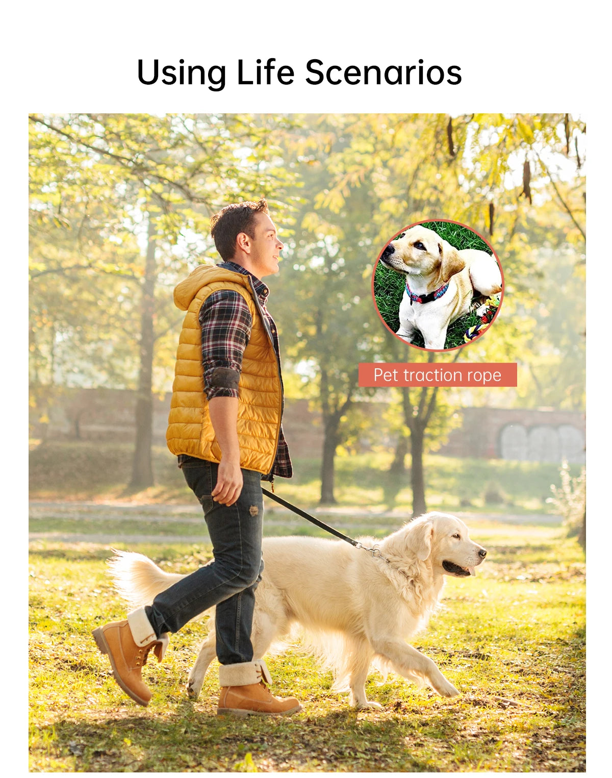 A man is walking a golden retriever on a pet traction rope in a park setting.