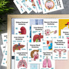 Human Anatomy Flash Cards - 20-Piece Study Set