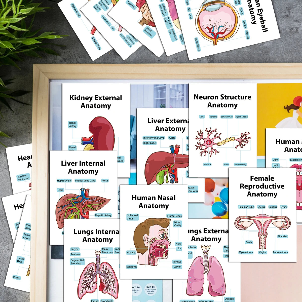 A collection of 20 human anatomy flash cards showing various organs and body structures like the kidney, liver, lungs, and re