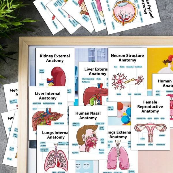 Human Anatomy Flash Cards - 20-Piece Study Set