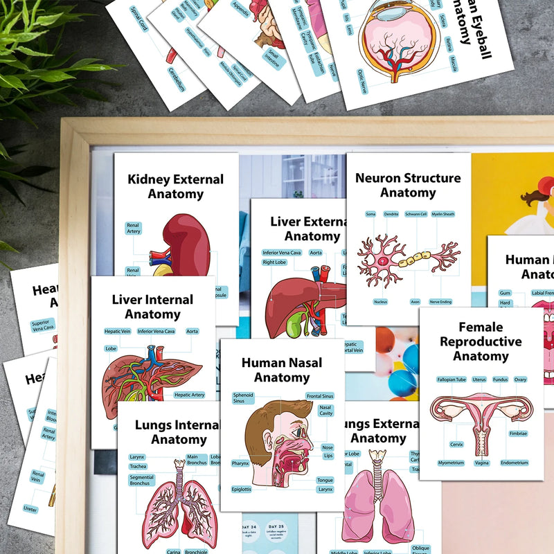 Human Anatomy Flash Cards - 20-Piece Study Set