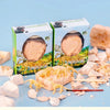 Dinosaur Fossil Excavation Kit for Kids