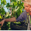 A man is using a stainless steel garden pruning shear with a safety lock in a vineyard setting.