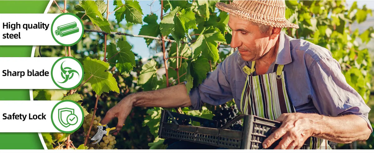 A man is using a stainless steel garden pruning shear with a safety lock in a vineyard setting.