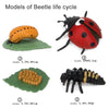 A set of wooden models illustrating the life cycle of a beetle, showing stages from egg to adult.