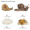 A set of wooden models illustrating the snail life cycle, including a snail shell and various stages of growth.