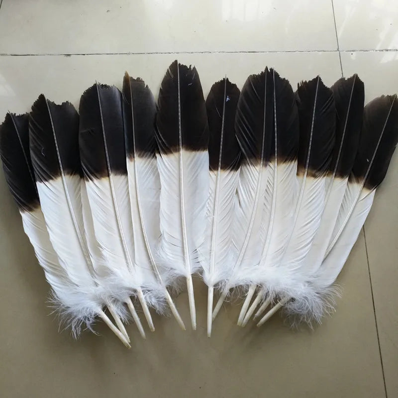 A set of twelve two-color eagle tail feathers, featuring black and white markings.