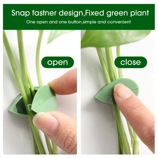 Close up of a green plant with snap fastener clips shown in both open and closed positions
