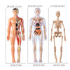 Three views of an interactive human body anatomy model showing full, half, and skeletal forms in translucent plastic.