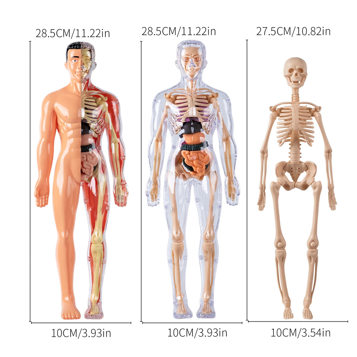 Three views of an interactive human body anatomy model showing full, half, and skeletal forms in translucent plastic.