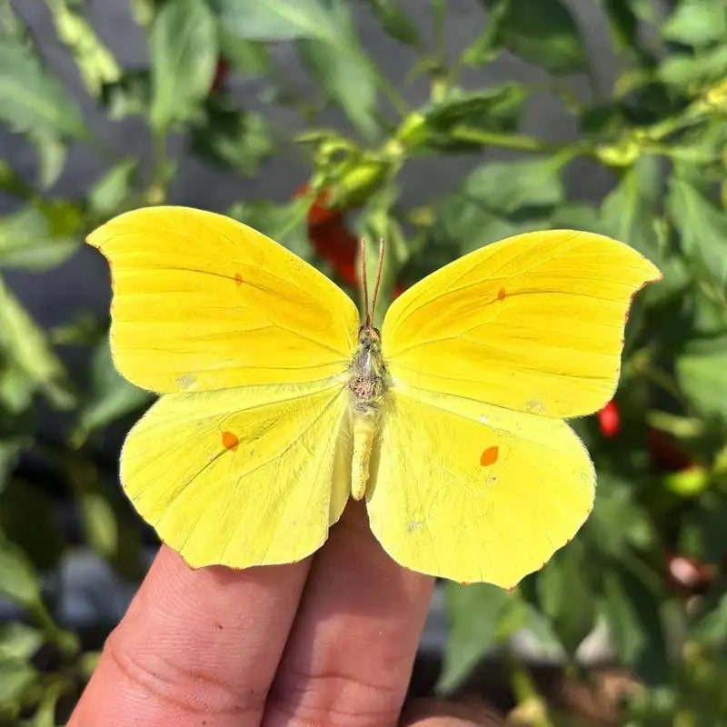 A bright yellow butterfly specimen is held against a blurred green leafy background.