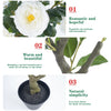 Árbol Topiario de Camelia de 85 cm con Maceta Decorativa