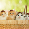 Five adorable orange and white kittens wearing miniature brown cowboy hats