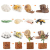 A set of wooden life cycle learning boards showing various animal and plant growth stages.