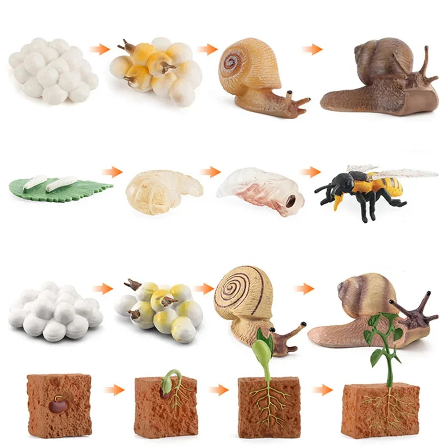 A set of wooden life cycle learning boards showing various animal and plant growth stages.