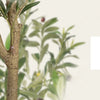 Lifelike Artificial Olive Tree in Black Pot with Natural Wood Trunk