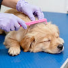 A person wearing light purple nitrile gloves is brushing the fur of a golden retriever.