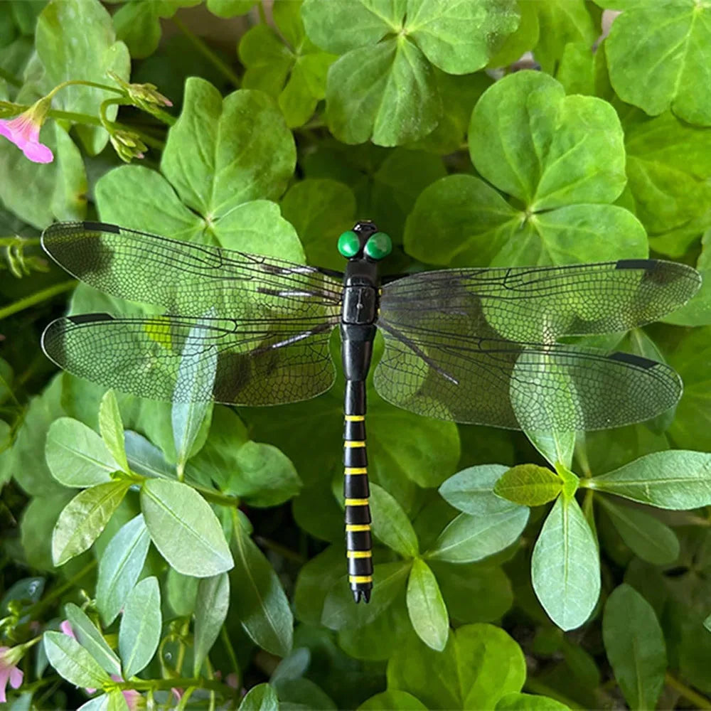 Realistic Dragonfly Clips for Decoration