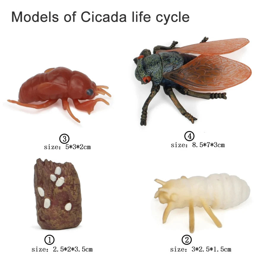 A set of wooden models illustrating the life cycle of a cicada, including an adult insect and various developmental stages.