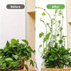 Before and after comparison showing invisible plant wall clips used for climbing vines on a white surface.