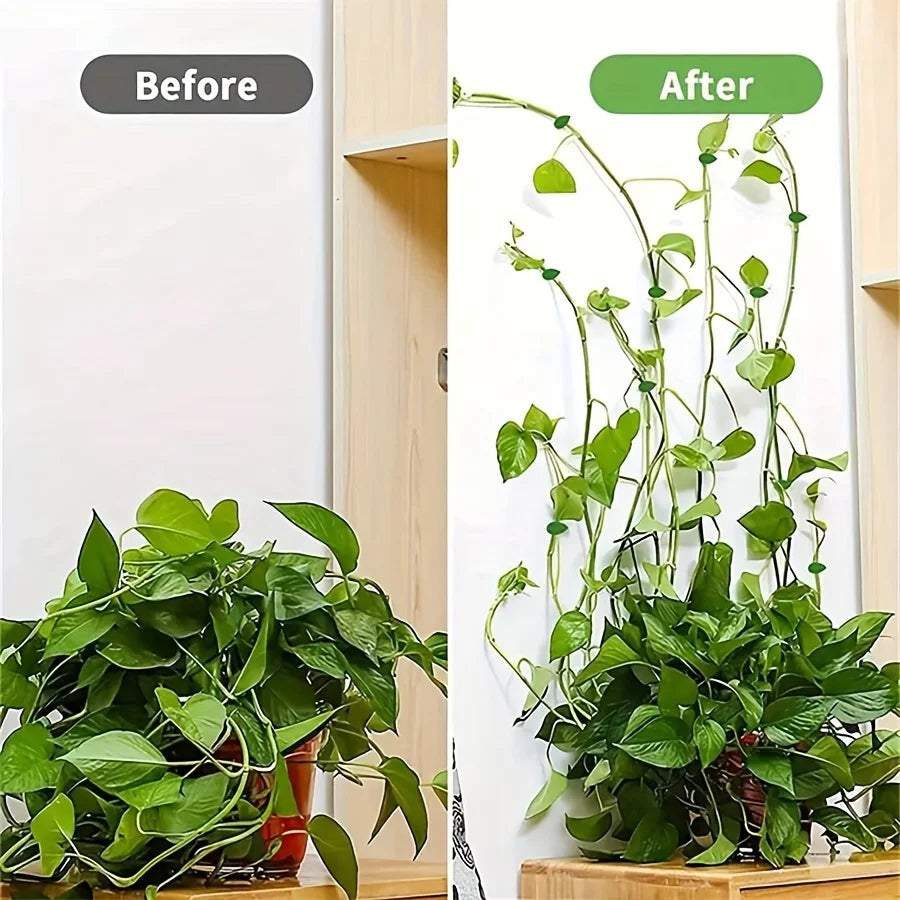 Before and after comparison showing invisible plant wall clips used for climbing vines on a white surface.