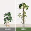 Before and after comparison of a natural coir moss pole for climbing plants used in indoor greenery.