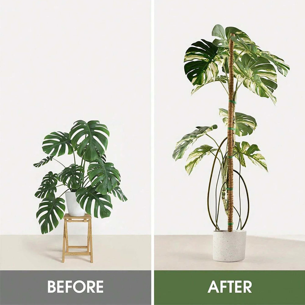 Before and after comparison of a natural coir moss pole for climbing plants used in indoor greenery.