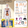 Clear plastic model of the human body with detachable organs and bones displayed alongside anatomical accessories