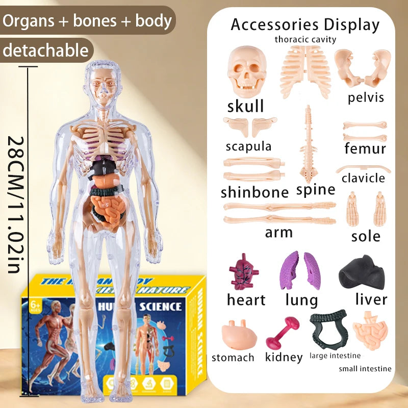 Clear plastic model of the human body with detachable organs and bones displayed alongside anatomical accessories