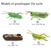 Models of grasshopper life cycle showing stages 1 through 4 on a board