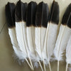 A set of twelve rare two-color eagle tail feathers, featuring black and white markings.