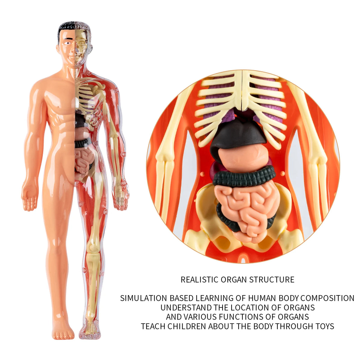 Realistic organ structure model showing internal anatomy of the human body for educational learning