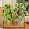 A potted plant made of soft green faux leaves resembling a pothos, displayed in a woven box.
