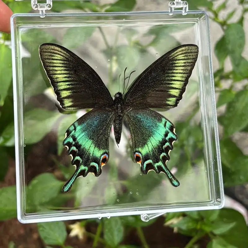 A dark green and black butterfly specimen is displayed inside a clear protective glass frame.
