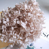 Preserved Hydrangea Flower Heads for Crafts and Home Decor