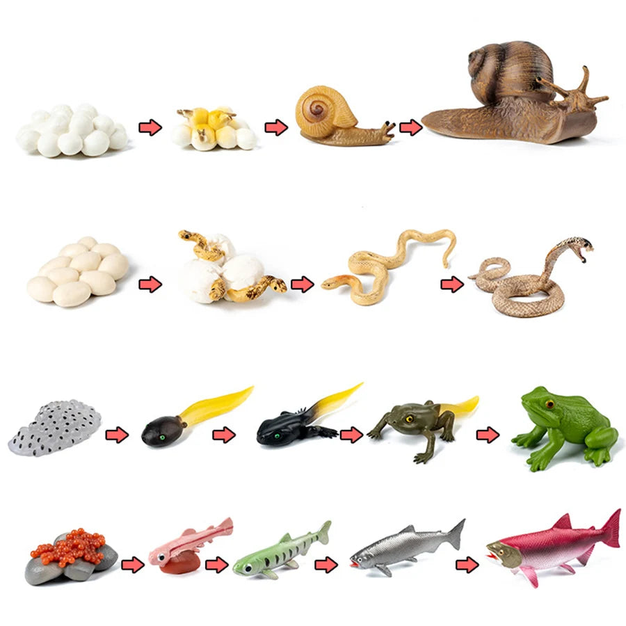 A set of wooden animals and plants arranged in a life cycle learning board for kids.