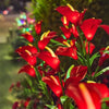 A close-up of vibrant red calla lily flowers illuminated by LED lights in a garden setting.