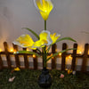 A single white and yellow calla lily flower on a stem, illuminated by soft light in a garden setting.