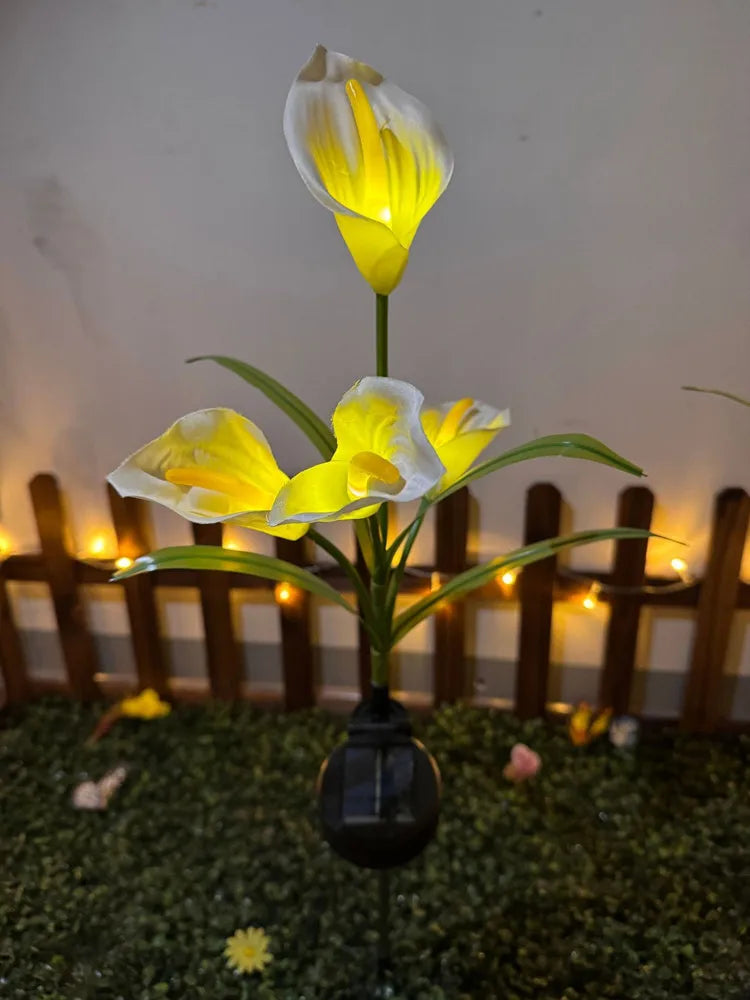A single white and yellow calla lily flower on a stem, illuminated by soft light in a garden setting.