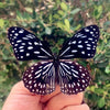 A black and white butterfly specimen is held open against a blurred green background.