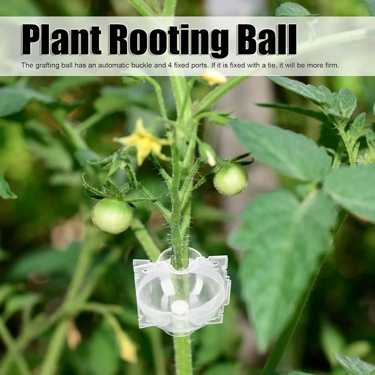 A reusable plant rooting ball with a clear hinged lid attached to a plant stem.