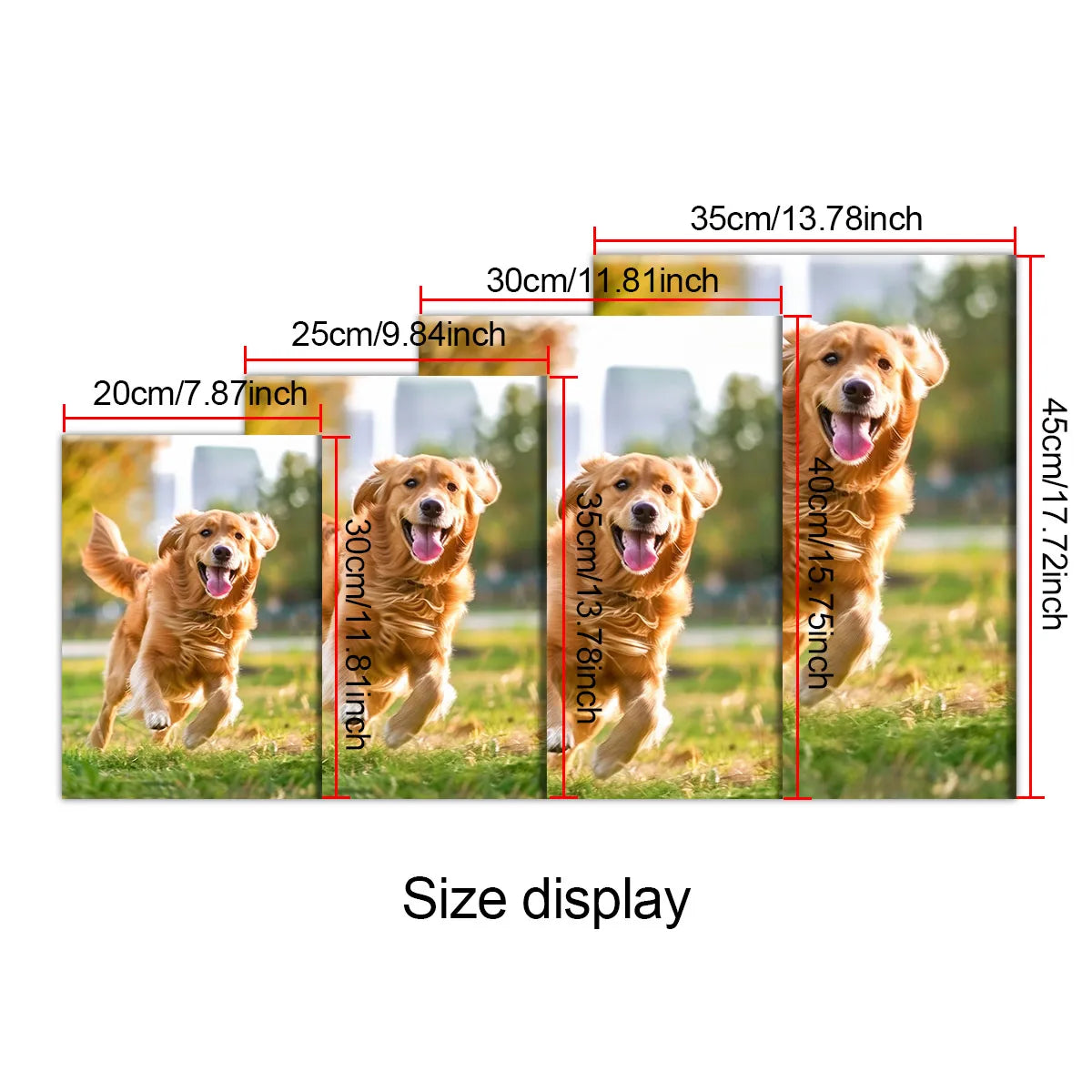 Größenanzeige mit einem Golden Retriever Hund in Bewegung und verschiedenen Maßen.