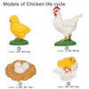 A set of wooden models illustrating the chicken life cycle, including a chick, a hen, an egg, and a duckling.
