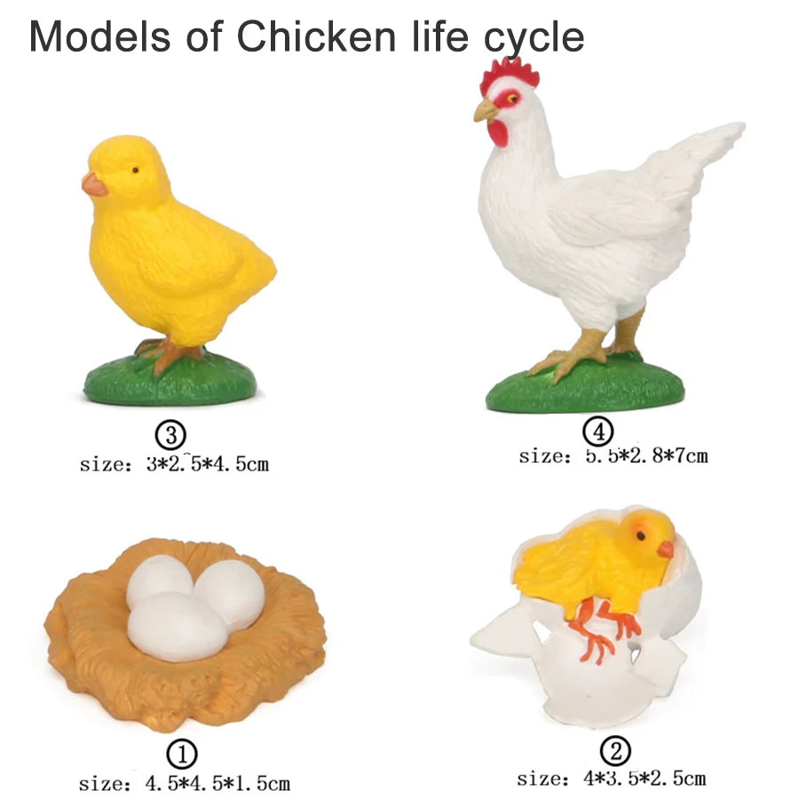 A set of wooden models illustrating the chicken life cycle, including a chick, a hen, an egg, and a duckling.