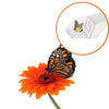 A black and orange butterfly is perched on a bright orange flower, with an inset showing the clear window of the insect catch
