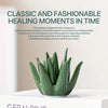 Ceramic Aloe Vera Jewelry Organizer with Ring Holder