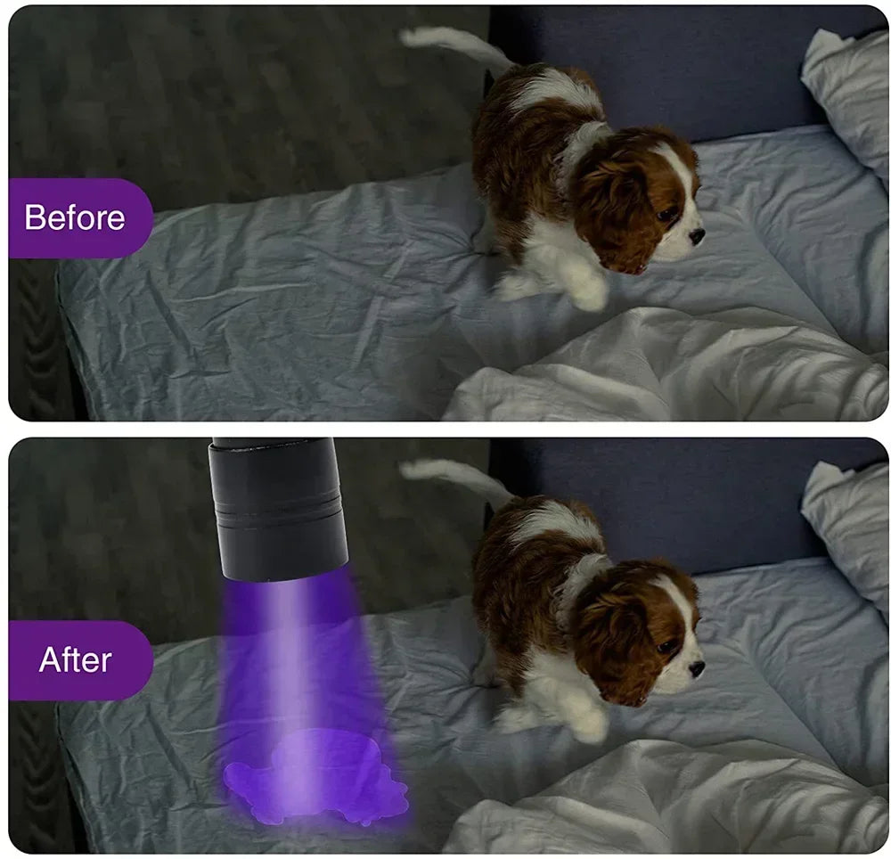 Before and after comparison showing a pet stain detection using a portable 395nm UV flashlight on a dog.