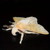 A white and cream Luna moth plush toy with delicate wings and antennae against a black background.