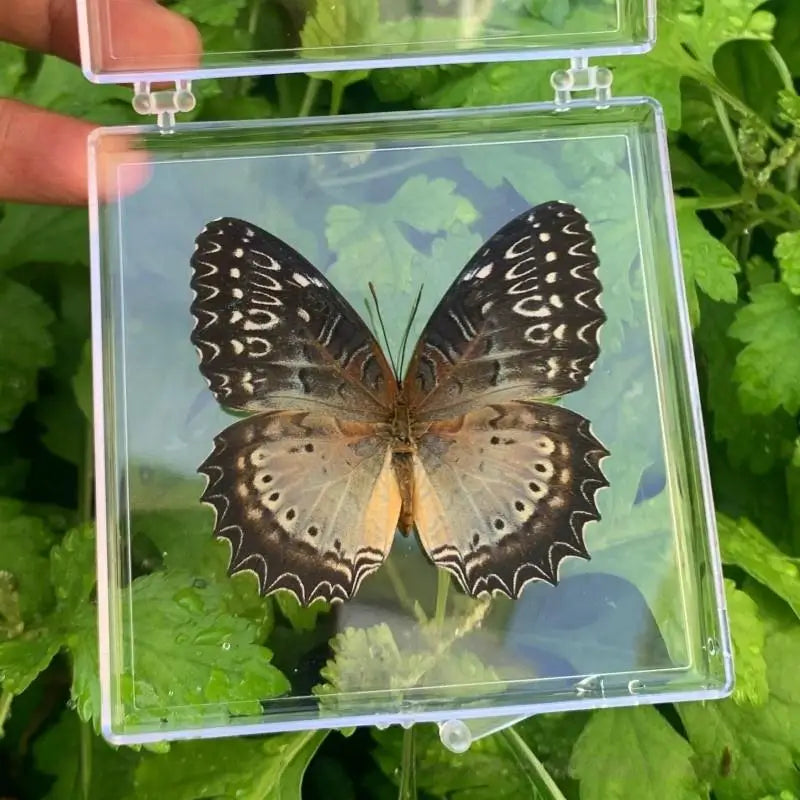 A real butterfly specimen with dark brown and cream wings is displayed in a clear protective glass frame.